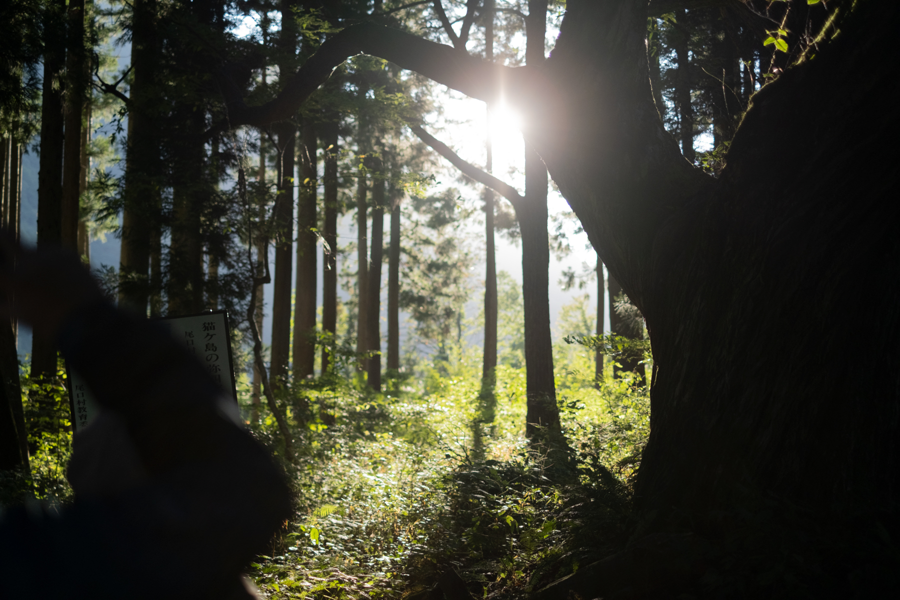 「一里野（いちりの）」の森の中で浴びる朝日